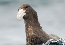 Southern giant petrel