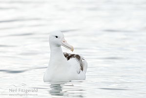 Southern roayal albatross
