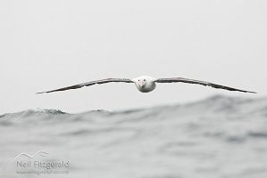 Southern royal albatross