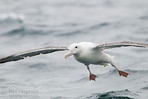 Southern royal albatross