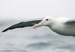 Southern royal albatross