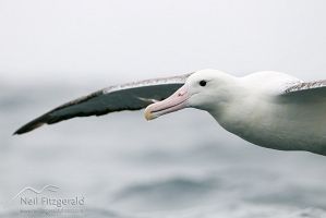 Southern royal albatross