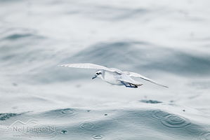 Thin-billed prion