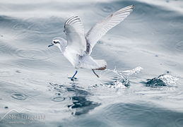 thin-billed-prion
