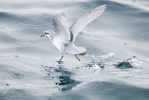 Thin-billed prion