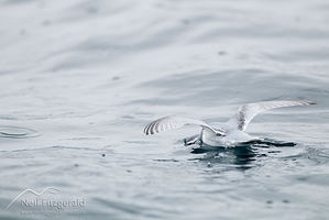 Thin-billed prion