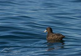 Westland petrel
