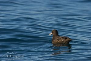 Westland petrel