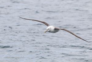 New Zealand white-capped mollymawk