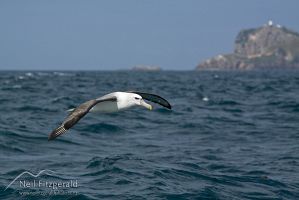 New Zealand white-capped mollymawk