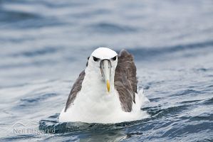 New Zealand white-capped mollymawk