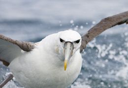 White-capped mollymawk