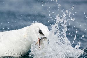New Zealand white-capped mollymawk