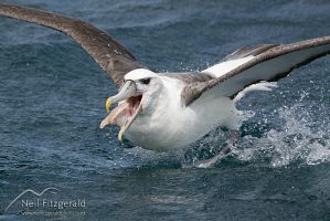 New Zealand white-capped mollymawk