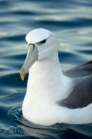 New Zealand white-capped mollymawk