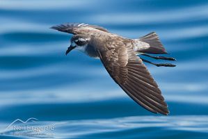White-faced storm petrel