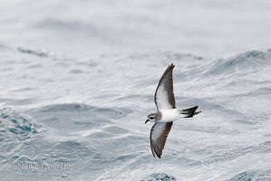 White-faced storm petrel
