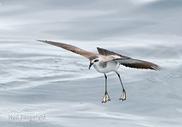 White-faced storm petrel
