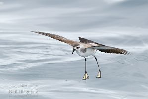 White-faced storm petrel