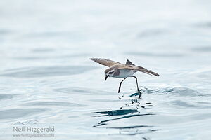 White-faced storm petrel