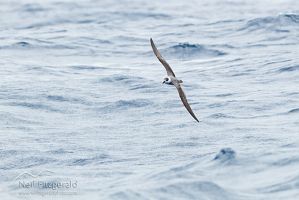 White-necked petrel