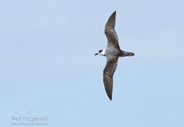 White-necked-petrel