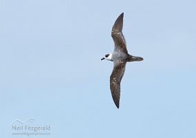 White-naped petrel