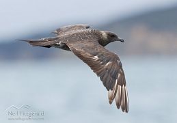 Arctic skua