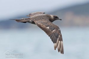 Arctic skua