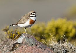 Banded dotterel