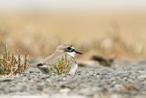 Banded dotterel