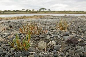 Banded dotterel nest