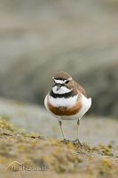 Banded dotterel