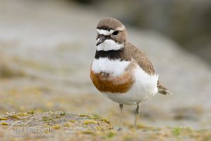 Banded dotterel