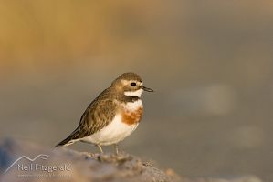Banded dotterel