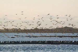 Eastern bar-tailed godwits
