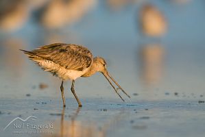 Bar-tailed godwit
