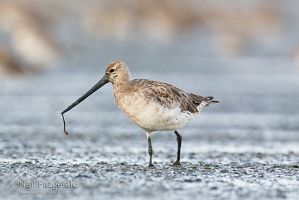 Bar-tailed godwit