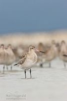 Eastern bar-tailed godwit