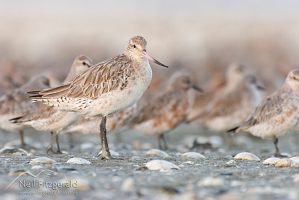 Eastern bar-tailed godwit