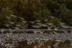 Eastern bar-tailed godwits