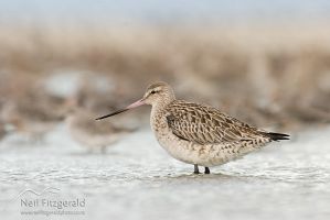 Eastern bar-tailed godwit