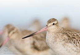 Bar-tailed godwit