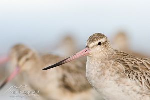 Eastern bar-tailed godwit