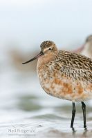 Eastern bar-tailed godwit