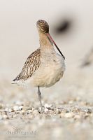 Eastern bar-tailed godwit