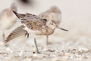 Eastern bar-tailed godwit