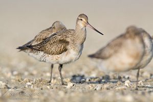 Eastern bar-tailed godwit