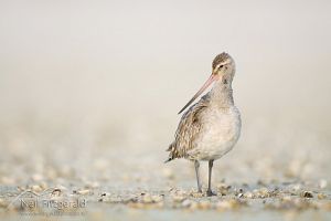 Eastern bar-tailed godwit