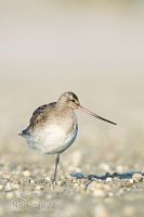 Eastern bar-tailed godwit